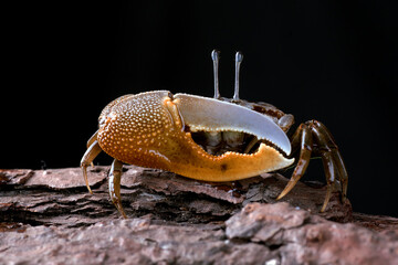 Colorful crab with big claws
