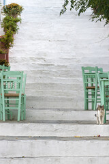 Katze auf Treppe bei einem Restaurant auf einer griechischen Insel