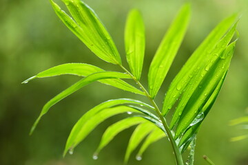 Obraz premium close up of green grass with dew drops
