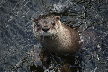 Otter is looking out of the water