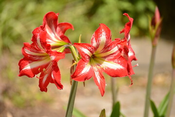 red flower in the garden