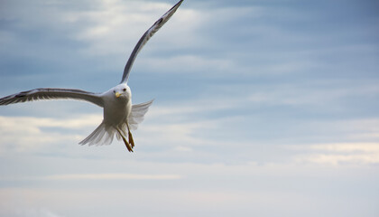 seagull in flight