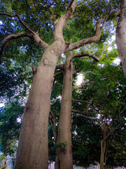 Fototapeta premium 下から見上げた大木の風景