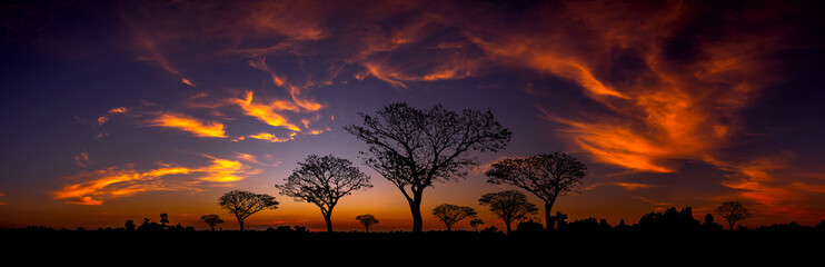 Fototapeta na wymiar Panorama silhouette tree in africa with sunset.Tree silhouetted against a setting sun.Dark tree on open field dramatic sunrise.Typical african sunset with acacia trees in Masai Mara, Kenya