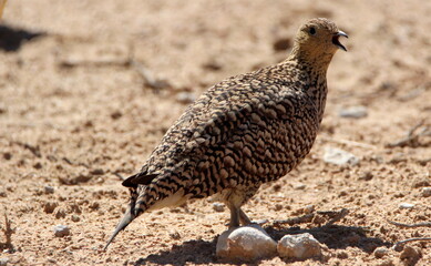 Namaqua Sandgrouse, Kgalagadi