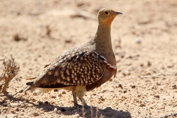 Namaqua Sandgrouse, Kgalagadi