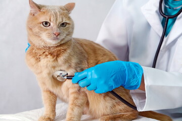 In a veterinary clinic. A veterinarian listening to a red cat with a stethoscope.