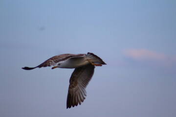 seagull in flight