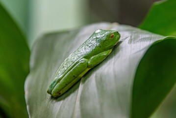 Red-eyed frog (Agalychnis callidryas), Monteverde Cloud Forest Reserve, Costa Rica