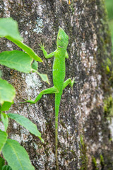 Common basilisk (Basiliscus basiliscus) lizard, Monteverde Cloud Forest Reserve, Costa Rica