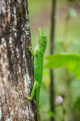 Common basilisk (Basiliscus basiliscus) lizard, Monteverde Cloud Forest Reserve, Costa Rica