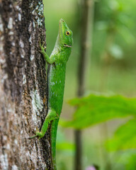 Common basilisk (Basiliscus basiliscus) lizard, Monteverde Cloud Forest Reserve, Costa Rica