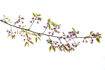 Obraz na płótnie Canvas Cherry flowers in blooming with branch isolated on white background for spring season. Sakura flower