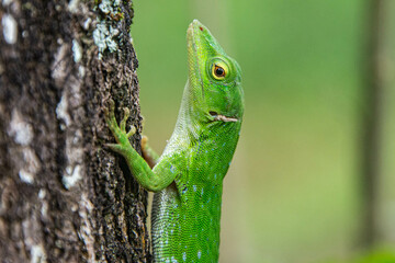 Common basilisk (Basiliscus basiliscus) lizard, Monteverde Cloud Forest Reserve, Costa Rica