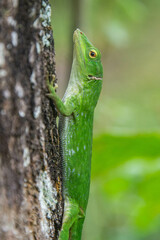 Common basilisk (Basiliscus basiliscus) lizard, Monteverde Cloud Forest Reserve, Costa Rica