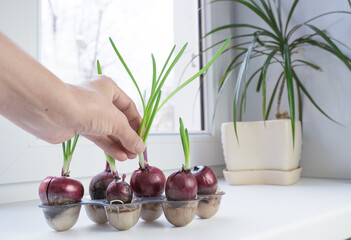 A woman's hand picks young green onions growing in egg containers. Small garden at home on the windowsill. Spring has come, nature awakening concept.