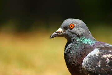 close up of a pigeon