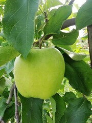 apple on tree
