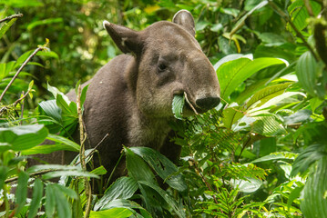 Rare sighting of a Baird's tapir (Tapirus bairdii), Tenorio Volcano National Park, Guanacaste, Costa Rica - obrazy, fototapety, plakaty