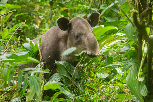 Rare sighting of a Baird's tapir (Tapirus bairdii), Tenorio Volcano National Park, Guanacaste, Costa Rica