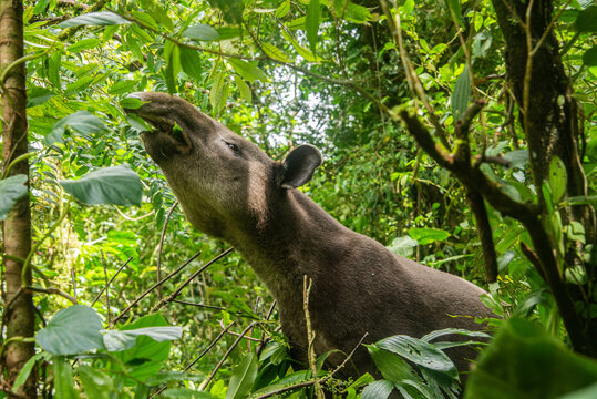 Rare sighting of a Baird's tapir (Tapirus bairdii), Tenorio Volcano National Park, Guanacaste, Costa Rica