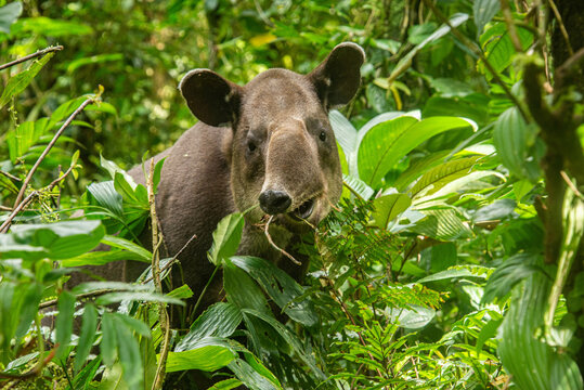 Rare sighting of a Baird's tapir (Tapirus bairdii), Tenorio Volcano National Park, Guanacaste, Costa Rica