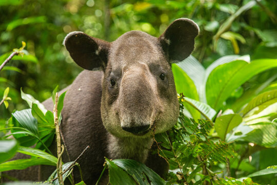 Rare sighting of a Baird's tapir (Tapirus bairdii), Tenorio Volcano National Park, Guanacaste, Costa Rica