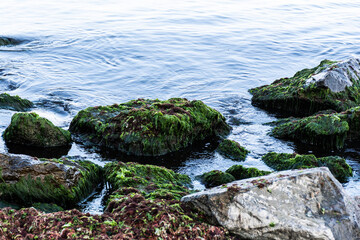 Stones covered with algae at Black Sea.