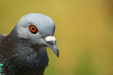 close up of a bird