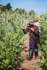 Pesticides are being sprayed by a gardener in order to increase crops.