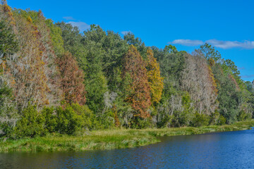 The beautiful tree lined Hurrah Lake in Alafia River State Park, Lithia, Hillsborough County, Florida  - obrazy, fototapety, plakaty