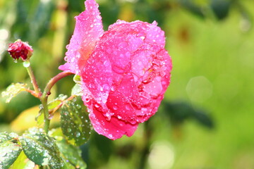 pink rose in garden