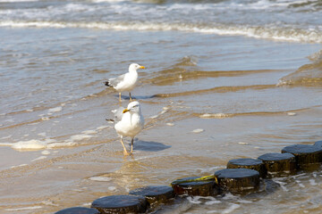 Seagulls on the beach of the Baltic Sea looking for food