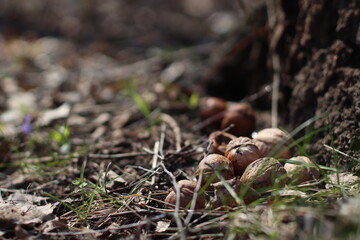 Walnuts in the grass, cracked shells, wet forest and dew