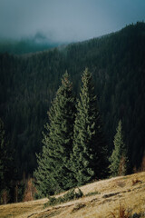 forest in the mountains