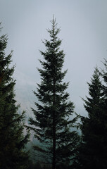 tree on top of the mountain