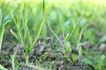 closeup the green ripe garlic plant with leaves growing in the farm over out of focus green brown background.