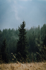 forest in the fog