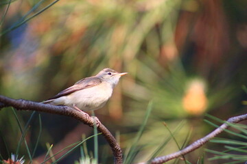 robin on a branch