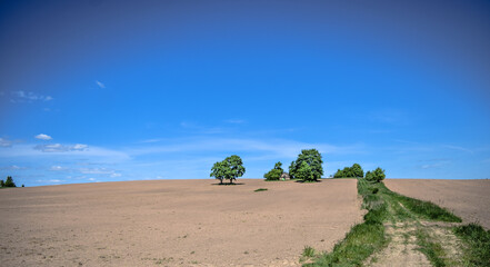 Trees and old house in the dirt field