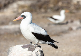 Nazca booby perched on rock with another in blurred landscape background