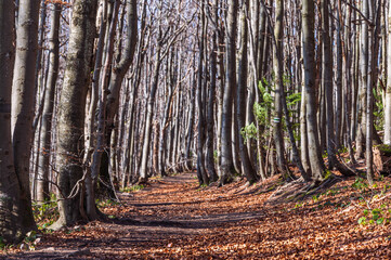 An autumn path in a beech forest. Foliage in Bieszczady national park, Poland. Autumn colours in a beechwood. Beechs with yellow leaves.