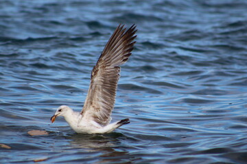 seagull on the water