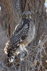 Spotted Eagle Owl in the Kgalagadi