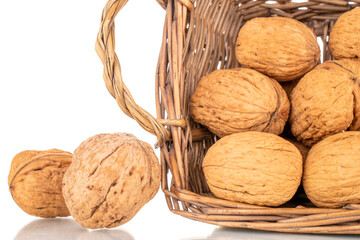 Several ripe delicious walnuts with a basket of vine, close-up, isolated on white.