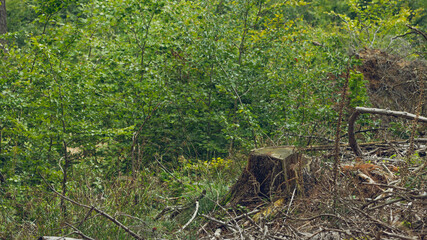 A felled tree trunk in a dense forest