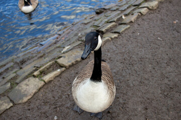 Park Duck near lake