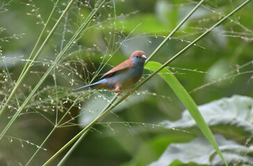 Blue Waxbill or Southern blue Waxbill or blue breasted cordon-blue a finch bird found in Central Malawi Southern Africa