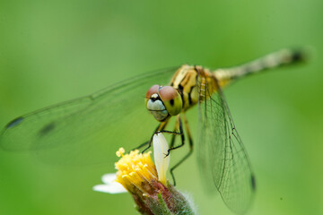 Dragonfly