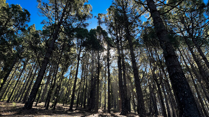 trees in the forest, burned, la Palma